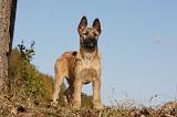 BOUVIER DES ARDENNES 273